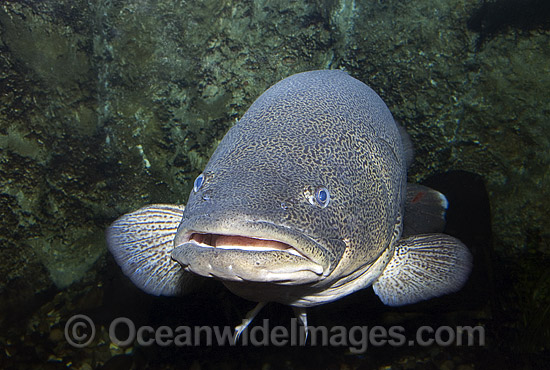 Murray Cod (Maccullochella peelii peelii). Also known as Murray Freshwater Cod, Goodoo, Greenfish and Codfish. Murray-Darling River system and region, Australia. Listed as Critically Endangered in the IUCN Red List. Photo - Gary Bell Murray Cod (Maccullochella peelii peelii). Also known as Murray Freshwater Cod, Goodoo, Greenfish and Codfish. Murray-Darling River system and region, Australia. Listed as Critically Endangered in the IUCN Red List. Photo - Gary Bell