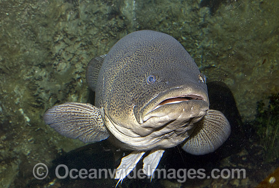 Murray Cod (Maccullochella peelii peelii). Also known as Murray Freshwater Cod, Goodoo, Greenfish and Codfish. Murray-Darling River system and region, Australia. Listed as Critically Endangered in the IUCN Red List. Photo - Gary Bell