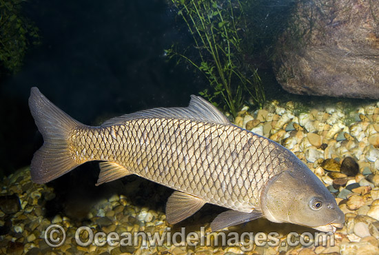 European Carp (Cyprinus carpio). Also known as Common Carp, German Carp, Leather Carp, Mirror Carp and Koi. Introduced Freshwater Pest Species, found extensively in South Eastern Australia and the Murray-Darling Basin, Australia Photo - Gary Bell European Carp (Cyprinus carpio). Also known as Common Carp, German Carp, Leather Carp, Mirror Carp and Koi. Introduced Freshwater Pest Species, found extensively in South Eastern Australia and the Murray-Darling Basin, Australia Photo - Gary Bell