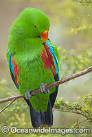 Eclectus Parrot Photo - Gary Bell