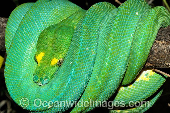 Green Python Morelia viridis photo