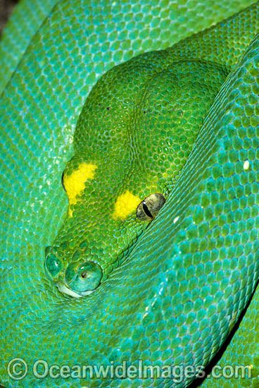Green Python photo