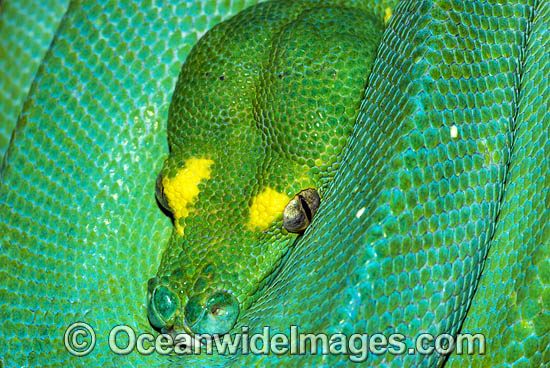 Green Python sub-adult photo Green Python sub-adult photo
