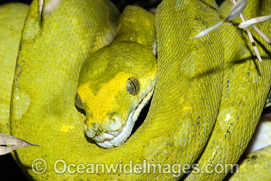 Green Python Morelia viridis sub-adult photo