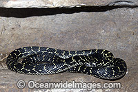 Broad-headed Snake Hoplocephalus bungaroides Photo - Gary Bell