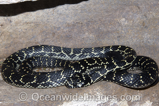 Broad-headed Snake (Hoplocephalus bungaroides). Restricted to sand-stone escarpments around Sydney, Australia. Potentially dangerous. Australia's only Endangered snake. Rare. Photo - Gary Bell Broad-headed Snake (Hoplocephalus bungaroides). Restricted to sand-stone escarpments around Sydney, Australia. Potentially dangerous. Australia's only Endangered snake. Rare. Photo - Gary Bell