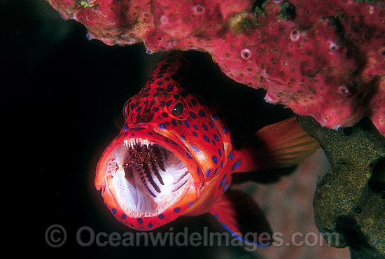 Cleaner Shrimp cleaning Coral Grouper photo Cleaner Shrimp cleaning Coral Grouper photo