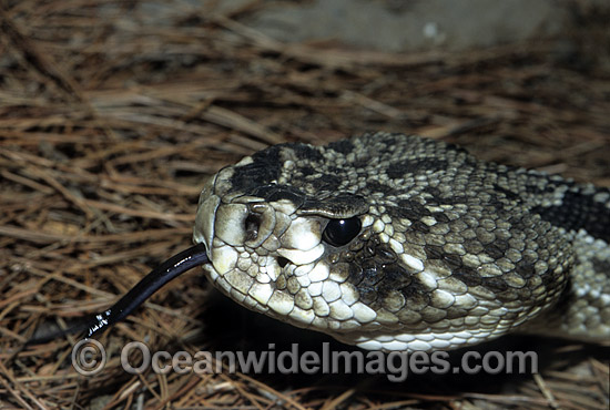 Eastern Diamondback Rattlesnake photo