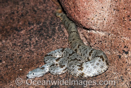 Banded Rock Rattlesnake Crotalus lepidus klauberi photo