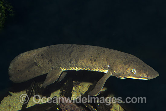 Australian Lungfish Neoceratodus forsteri photo