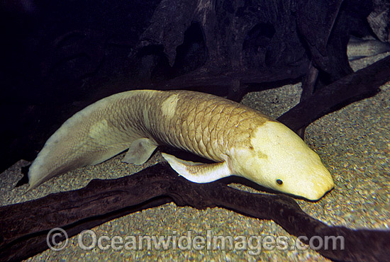 Australian Lungfish (Neoceratodus forsteri). Also known as Queensland Lungfish, Djellah and Ceratodus. Burnett and Mary River systems, Queensland, Australia. Listed as Endangered Species in CITES. A Protected Species. Photo - Gary Bell Australian Lungfish (Neoceratodus forsteri). Also known as Queensland Lungfish, Djellah and Ceratodus. Burnett and Mary River systems, Queensland, Australia. Listed as Endangered Species in CITES. A Protected Species. Photo - Gary Bell
