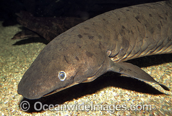 Australian Lungfish (Neoceratodus forsteri). Also known as Queensland Lungfish, Djellah and Ceratodus. Burnett and Mary River systems, Queensland, Australia. Listed as Endangered Species in CITES. A Protected Species. Photo - Gary Bell