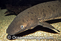 Australian Lungfish Djellah Photo - Gary Bell