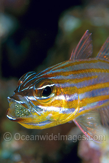 Orange-lined Cardinalfish aerating eggs in mouth photo Orange-lined Cardinalfish aerating eggs in mouth photo