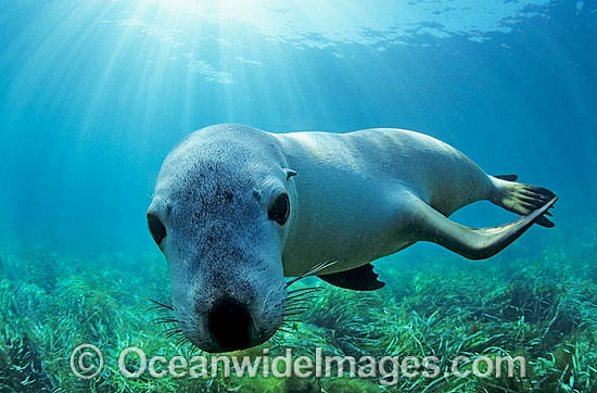 Australian Sea Lion underwater photo