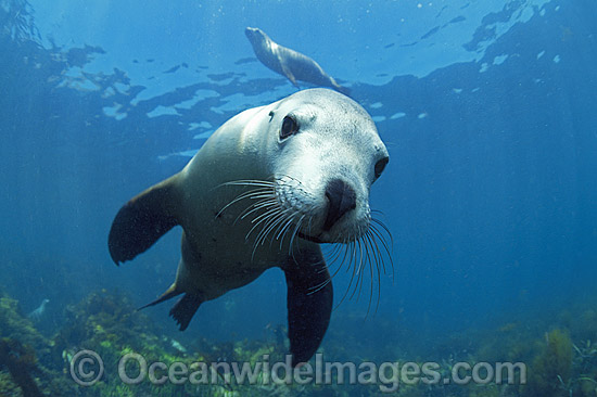 Australian Sea Lion Hopkins Island photo