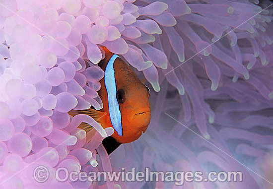 Black Anemonefish (Amphiprion melanopus) amongst anemone tentacles which have been bleached during extreme warm water temperatures due El Nino. Great Barrier Reef, Queensland, Australia Photo - Gary Bell Black Anemonefish (Amphiprion melanopus) amongst anemone tentacles which have been bleached during extreme warm water temperatures due El Nino. Great Barrier Reef, Queensland, Australia Photo - Gary Bell