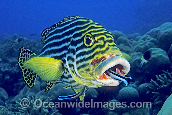 Pair of Blue-streak Cleaner Wrasse (Labroides dimidiatus) cleaning inside the mouth and gills of an Oriental Sweetlips (Plectorhinchus vittatus). Aldabra Atoll, Indian Ocean Pair of Blue-streak Cleaner Wrasse (Labroides dimidiatus) cleaning inside the mouth and gills of an Oriental Sweetlips (Plectorhinchus vittatus). Aldabra Atoll, Indian Ocean