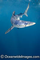 Blue Shark Prionace glauca Photo - Andy Murch
