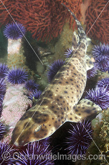 California Swell Shark (Cephaloscyllium ventriosum). Also known as California Cat Shark and Catshark. Santa Barbara County, Southern California, USA, Pacific Ocean. Photo - Andy Murch California Swell Shark (Cephaloscyllium ventriosum). Also known as California Cat Shark and Catshark. Santa Barbara County, Southern California, USA, Pacific Ocean. Photo - Andy Murch