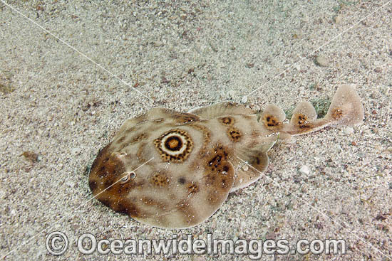 Bullseye Electric Ray (Diplobatus ommata). Also known as Bulls-eye Electric Ray. Los Islotes, La Paz, Baja California, Mexico, Sea of Cortez.This ray is capable of delivering a strong electric shock and uses its electric organs to stun prey. Photo - Andy Murch Bullseye Electric Ray (Diplobatus ommata). Also known as Bulls-eye Electric Ray. Los Islotes, La Paz, Baja California, Mexico, Sea of Cortez.This ray is capable of delivering a strong electric shock and uses its electric organs to stun prey. Photo - Andy Murch