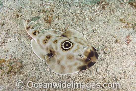 Bullseye Electric Ray (Diplobatus ommata). Also known as Bulls-eye Electric Ray. Los Islotes, La Paz, Baja California, Mexico, Sea of Cortez.This ray is capable of delivering a strong electric shock and uses its electric organs to stun prey. Photo - Andy Murch