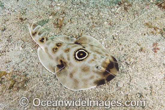 Bullseye Electric Ray (Diplobatus ommata). Also known as Bulls-eye Electric Ray. Los Islotes, La Paz, Baja California, Mexico, Sea of Cortez.This ray is capable of delivering a strong electric shock and uses its electric organs to stun prey. Photo - Andy Murch Bullseye Electric Ray (Diplobatus ommata). Also known as Bulls-eye Electric Ray. Los Islotes, La Paz, Baja California, Mexico, Sea of Cortez.This ray is capable of delivering a strong electric shock and uses its electric organs to stun prey. Photo - Andy Murch