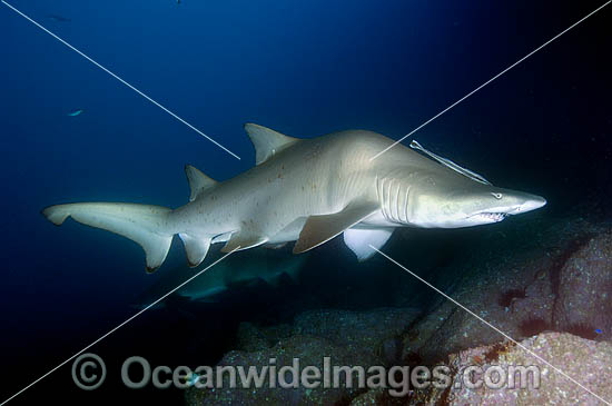 Deformed Sand Tiger Shark Carcharias taurus photo
