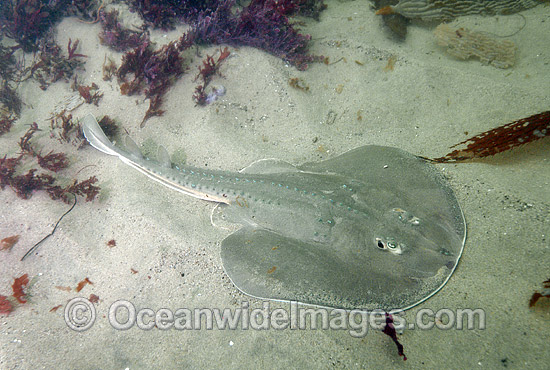 Thornback Ray Platyrhinoidis triseriata Thornback Guitarfish  photo