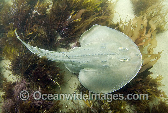 Thornback Ray (Platyrhinoidis triseriata). Also known as Thornback Guitarfish. California, USA. eastern Pacific Ocean. Photo - Andy Murch