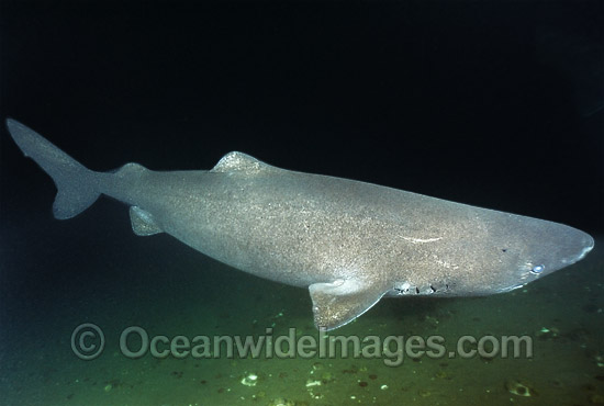 Greenland Shark (Somniosus microcephalus) - often found in great depths. Also known as Sleeper Shark. Baie Comeeau, Quebec, Canada, Saint Lawrence River, Atlantic Ocean. Photo - Andy Murch