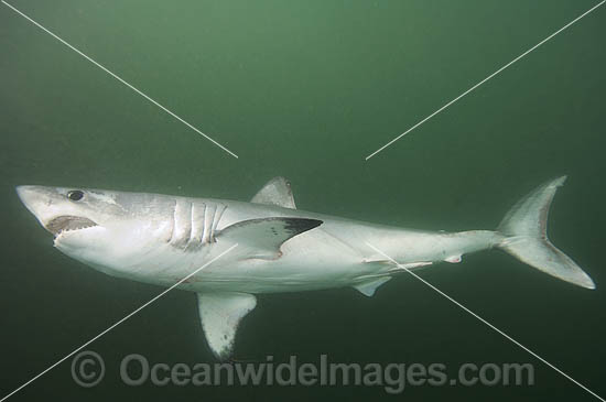 Porbeagle Shark Lamna nasus photo Porbeagle Shark Lamna nasus photo