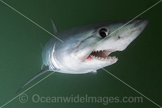 Porbeagle Shark (Lamna nasus). Also known as Mackeral Shark. Found in North and South Atlantic, South Pacific and southern Indian Oceans - including southern Australia. Photo taken in Bay of Fundy, New Brunswick, Canada Photo - Andy Murch