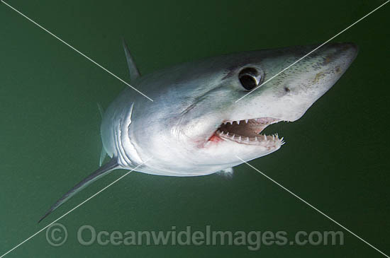 Porbeagle Shark Lamna nasus photo Porbeagle Shark Lamna nasus photo