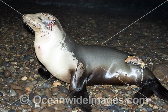 California Sea Lion (Zalophus californianus) with deep wounds caused by a shark attack. Cabo Pulmo, Baja, Sea of Cortez, Mexico Photo - Andy Murch