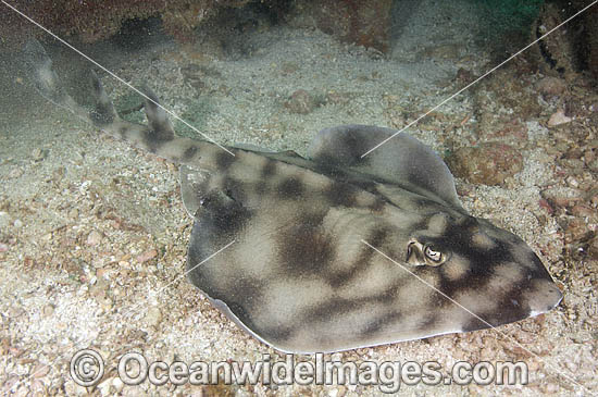 Banded Guitarfish (Zapteryx exasperata). Also known as Mottled Guitarfish, Prickly Skate, Striped Guitarfish. Cabo Pulmo, Baja, Sea of Cortez, Mexico. Listed on the IUCN Red List of Threatened Species. Photo - Andy Murch