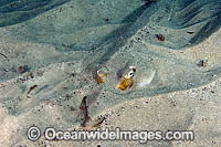 Eastern Shovelnose Ray Aptychotrema rostrata Photo - Andy Murch