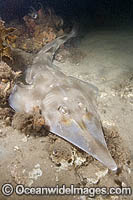 Eastern Shovelnose Ray Aptychotrema rostrata Photo - Andy Murch