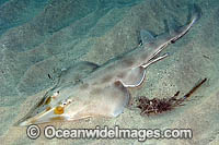 Eastern Shovelnose Ray Aptychotrema rostrata Photo - Andy Murch