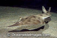 Shovelnose Ray Photo - Andy Murch