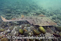 Shovelnose Ray Guitarfish Photo - Andy Murch