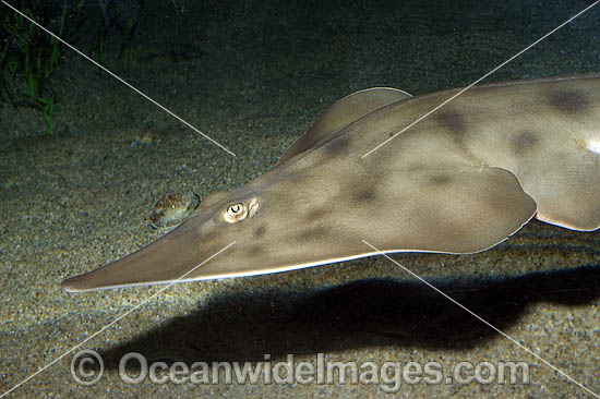 Shovelnose Ray Rhinobatos productus Guitarfish photo