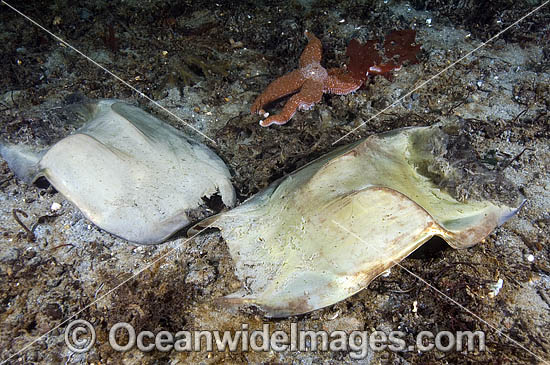 Egg cases of Big Skate photo