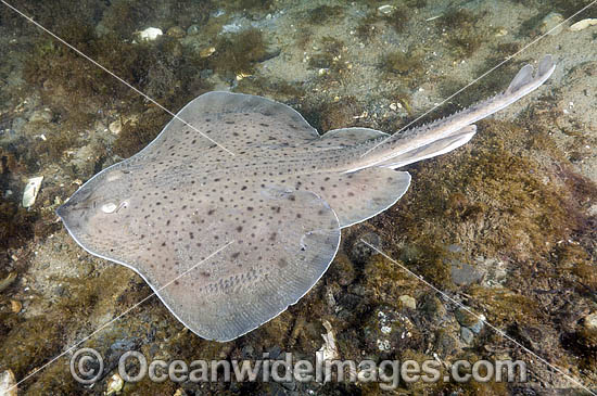 Little Skate Leucoraja erinacea photo