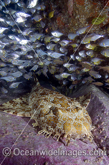 Banded Wobbegong Shark photo