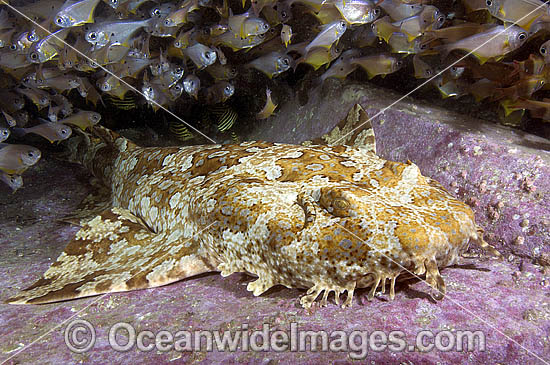 Banded Wobbegong Shark (Orectolobus halei) - previously described as Ornate Wobbegong (Orectolobus ornatus) -surrounded by schooling Bullseye (Pempheris affinis). Also known as Ornate Wobbegong, Carpet Shark and Gulf Wobbegong. NSW, Australia. Photo - Andy Murch Banded Wobbegong Shark (Orectolobus halei) - previously described as Ornate Wobbegong (Orectolobus ornatus) -surrounded by schooling Bullseye (Pempheris affinis). Also known as Ornate Wobbegong, Carpet Shark and Gulf Wobbegong. NSW, Australia. Photo - Andy Murch