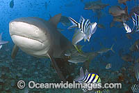 Bull Shark Carcharhinus leucas Photo - Michael Patrick O'Neill