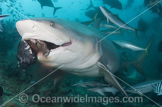 Bull Shark feeding photo