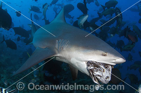 Bull Shark feeding photo