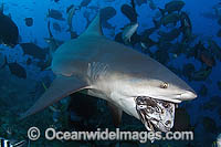Bull Shark feeding Photo - Michael Patrick O'Neill